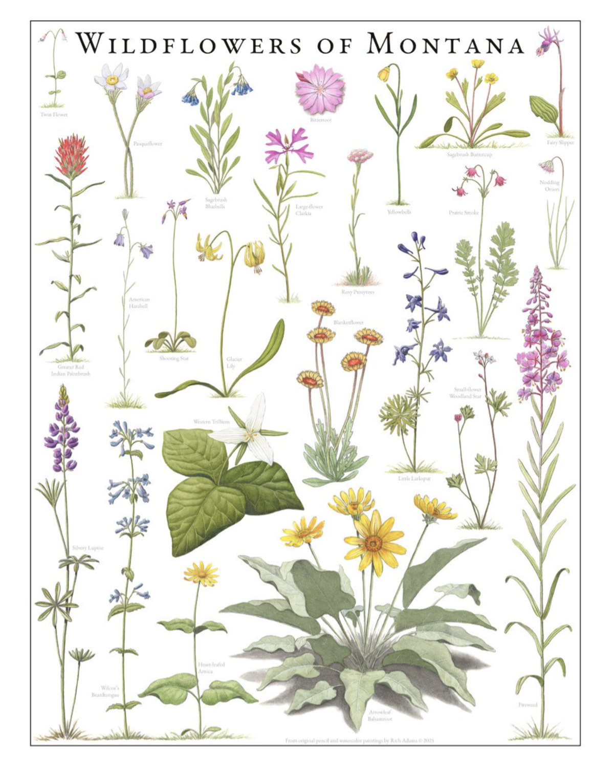 Wildflowers of Montana