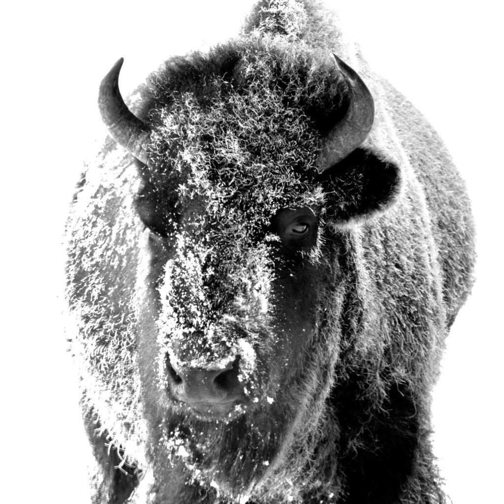 David Reeves Photography