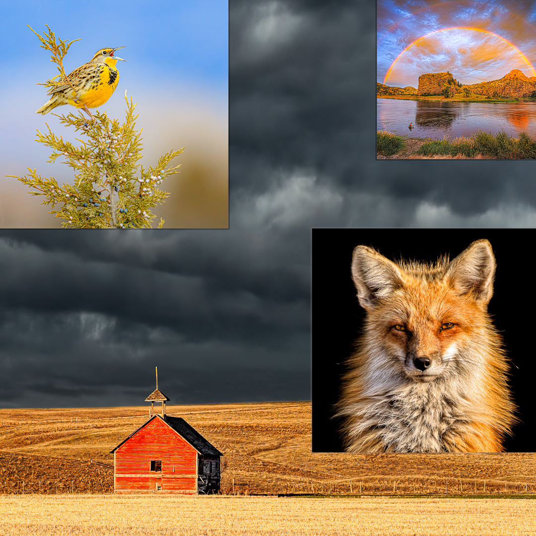 Rowan Nyman Photography