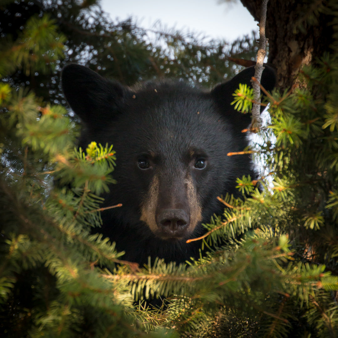 Laura Verhaeghe Photography