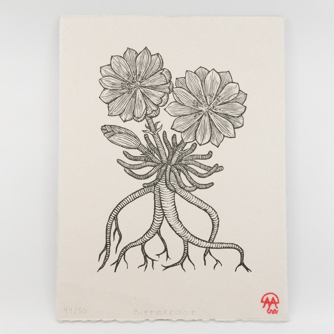 Bitterroot Flower Pattern Bitterroot Flower Sketch