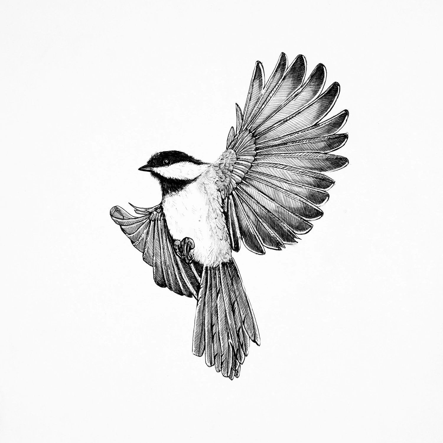 Chickadee Flying
