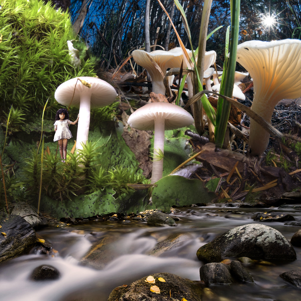 Sunburst Wildflowers