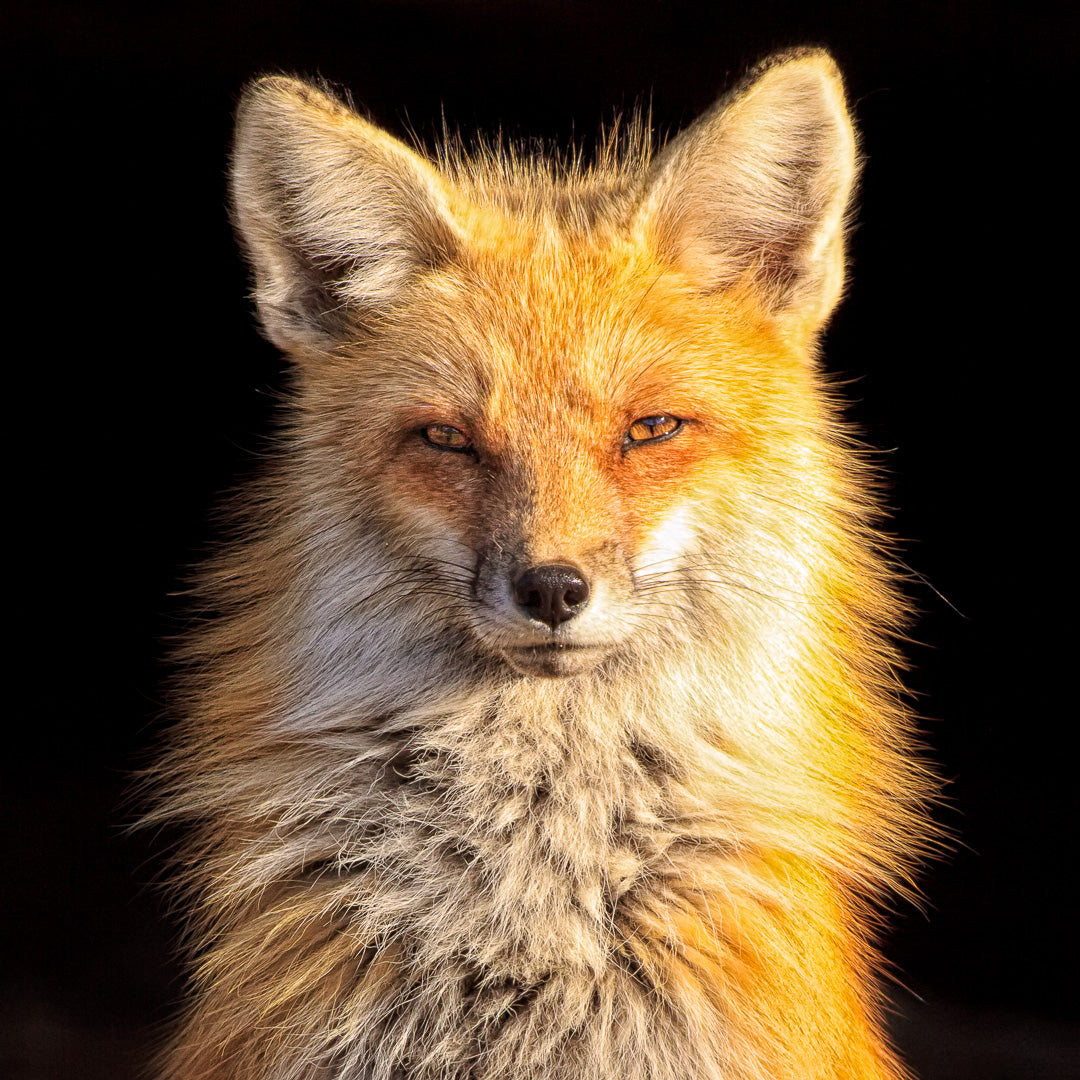 Rowan Nyman Photography