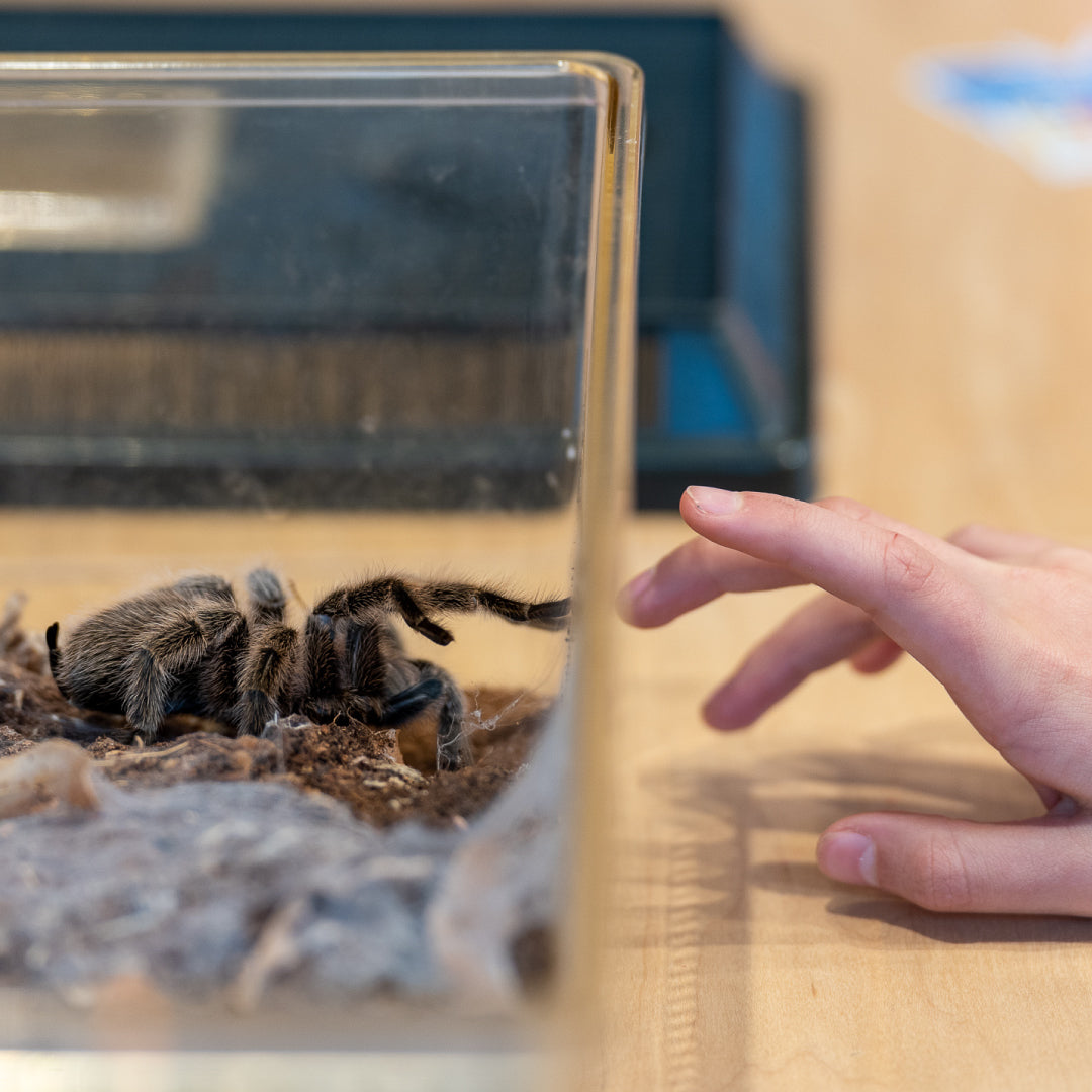 Missoula Butterfly House and Insectarium