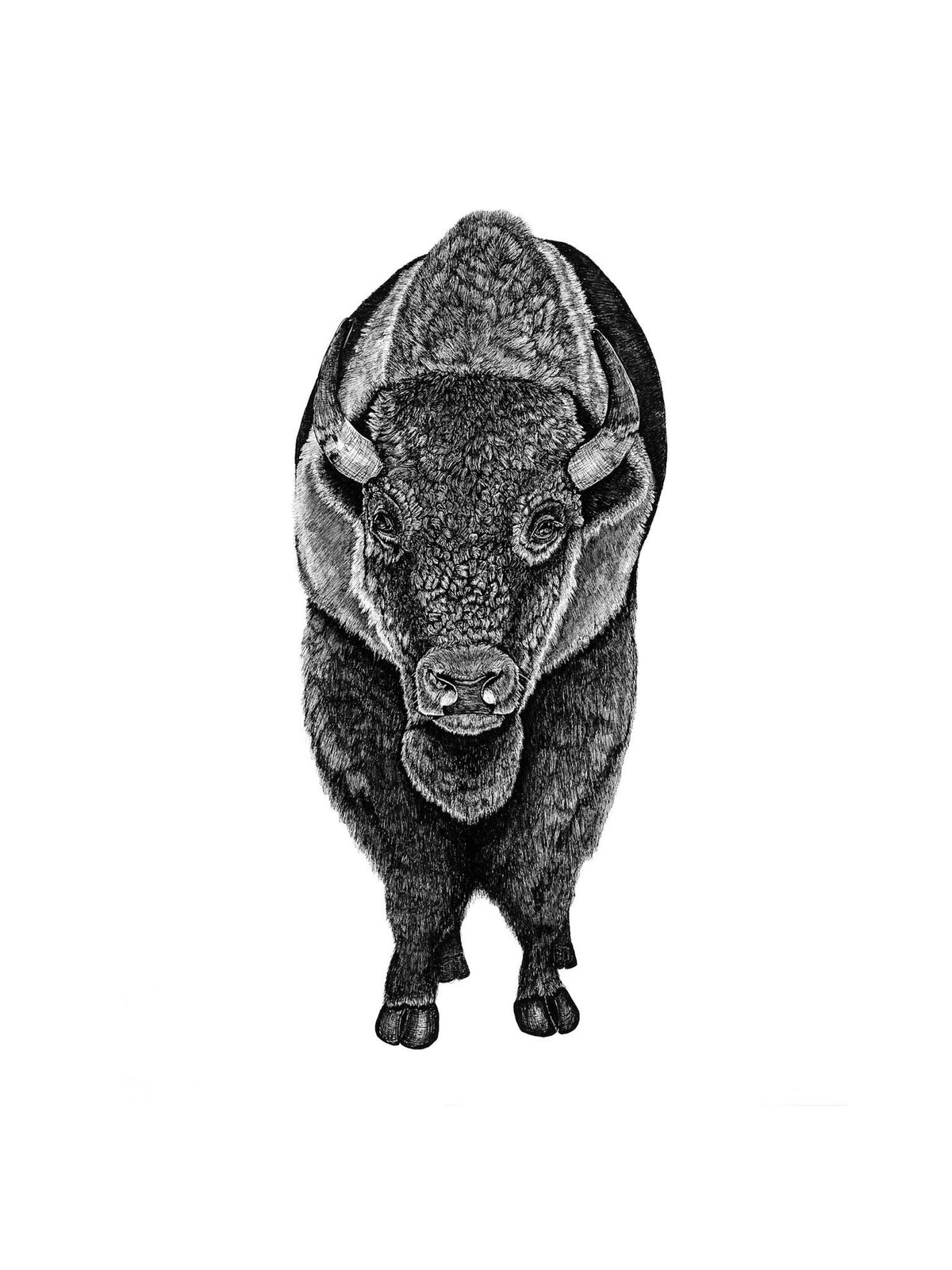 Bison Print