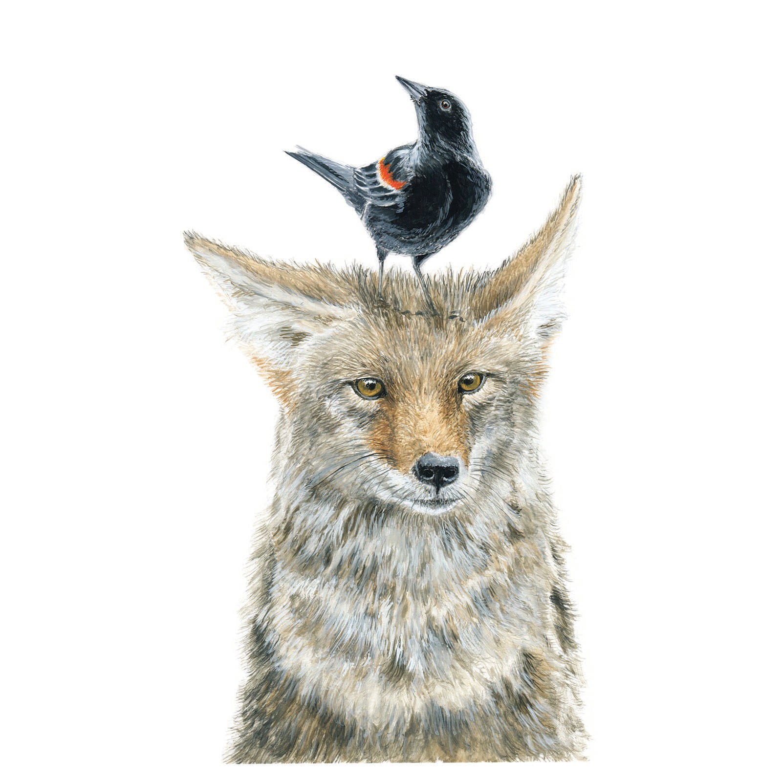 Coyote & Blackbird