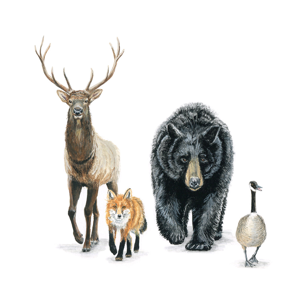 Forest Animals
