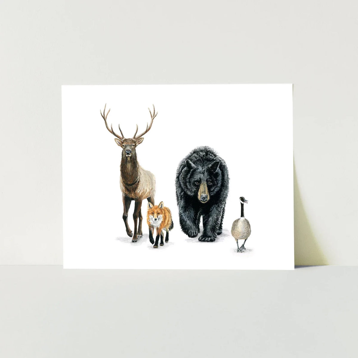 Forest Animals