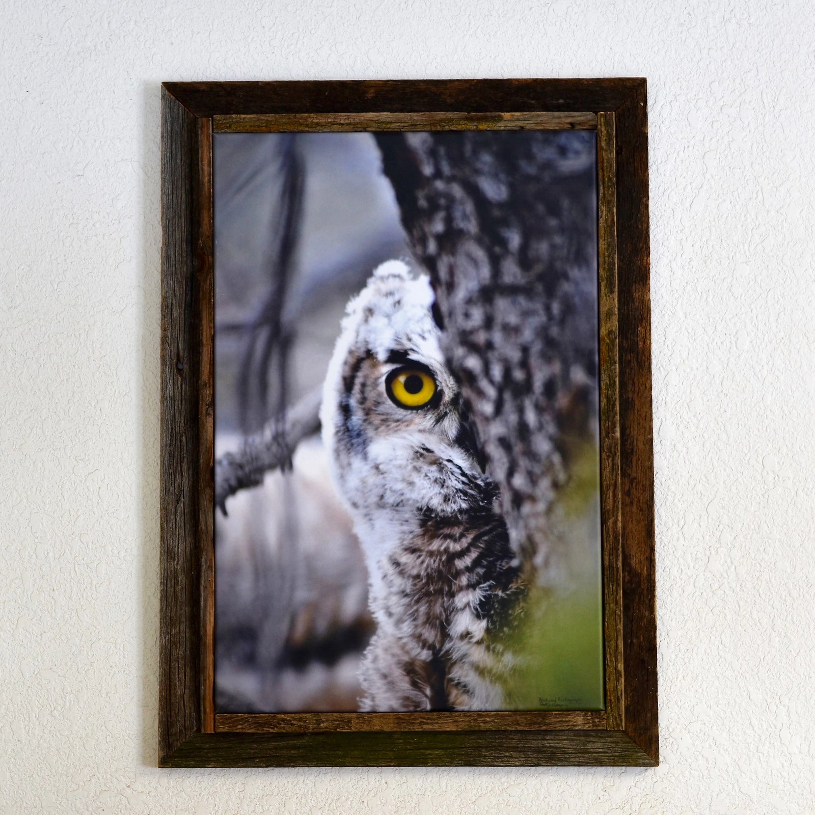 T.S. Backyard Photography