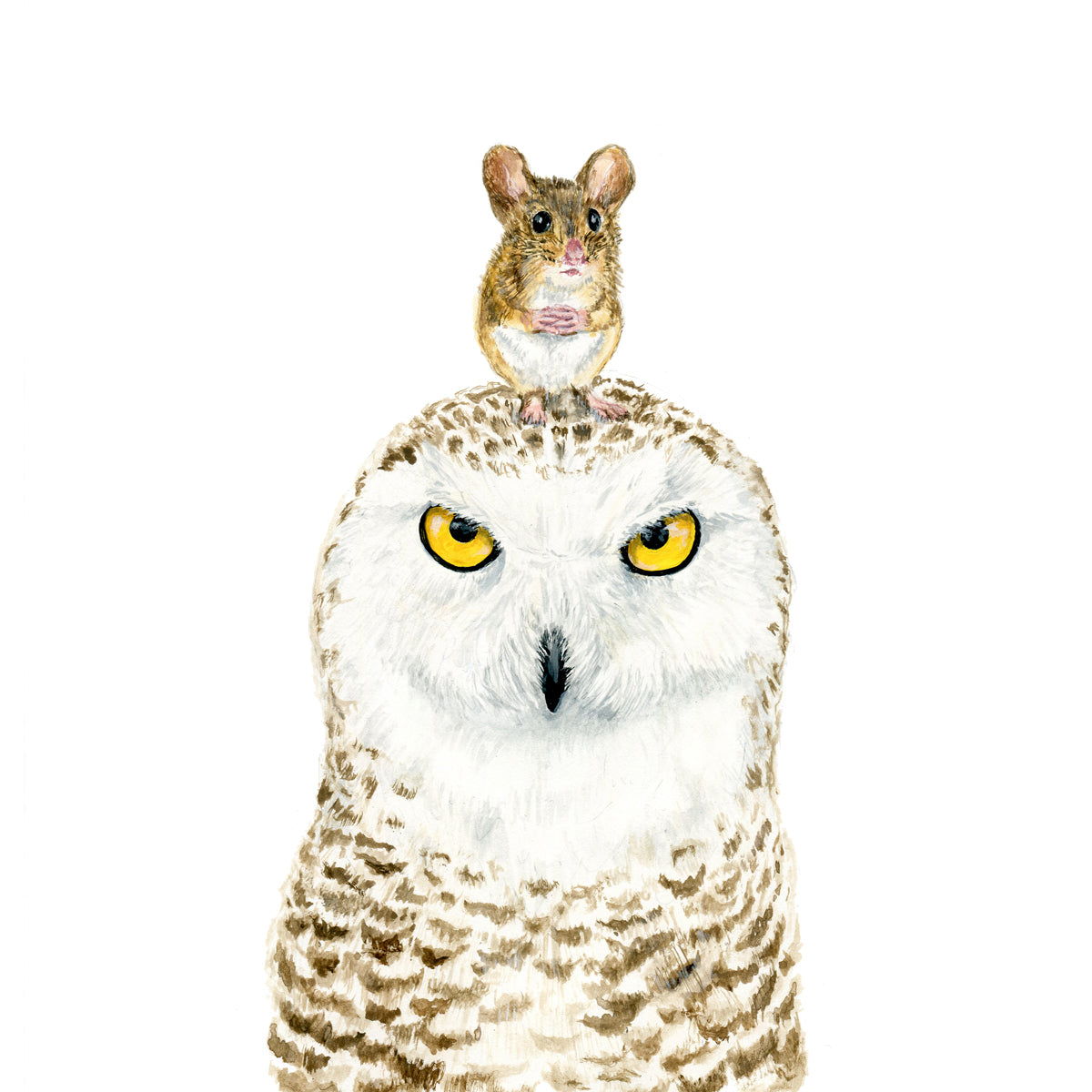 Owl & Mouse