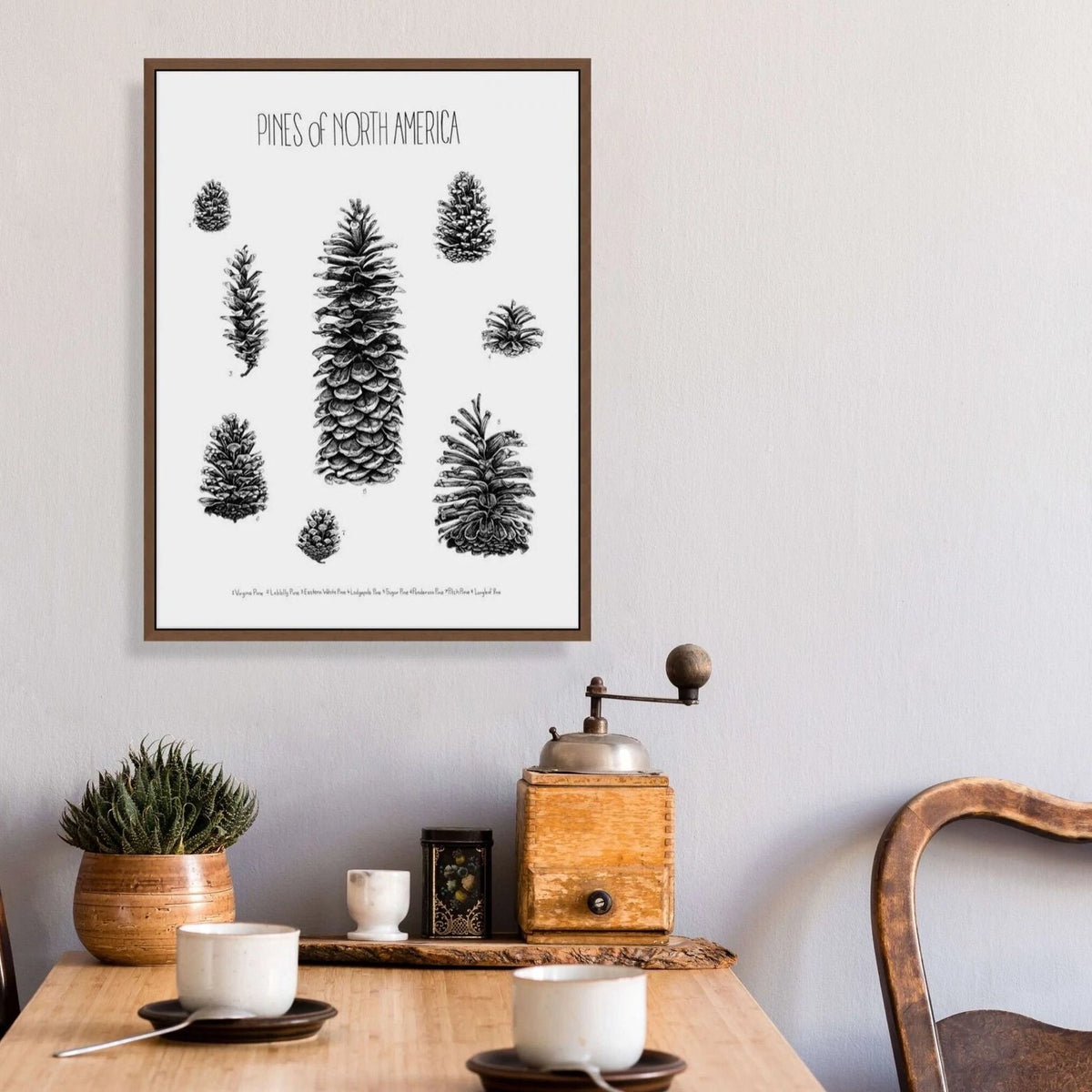 Pinecones of North America Print