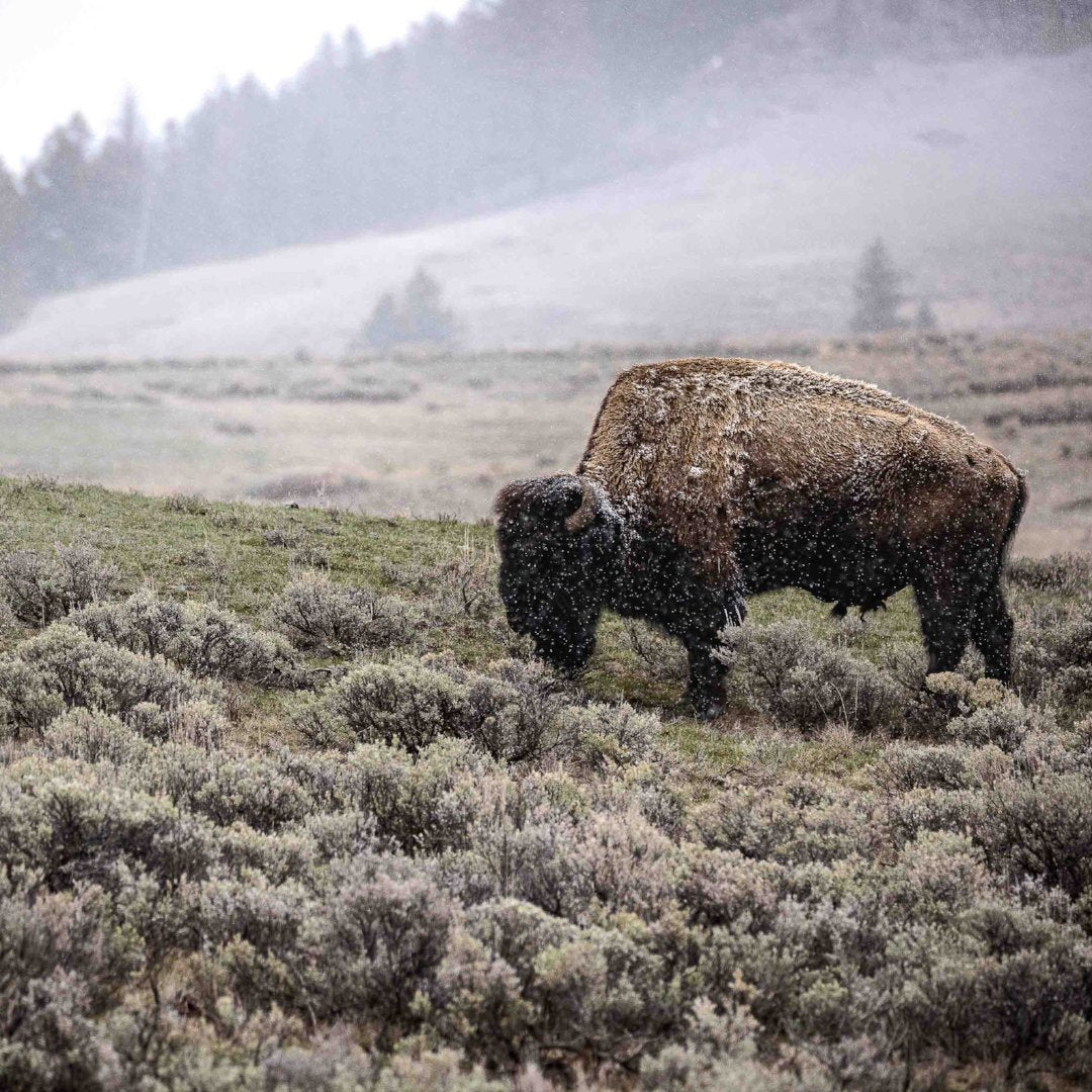 Mountain Made Designs &amp; Photo