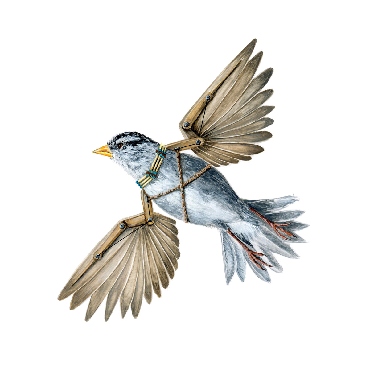 White-Crowned Sparrow